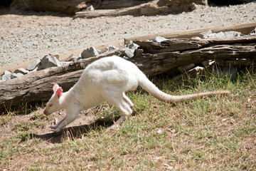 albino rednecked wallaby viewed from the side