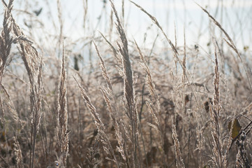 Fototapeta premium grass in winter
