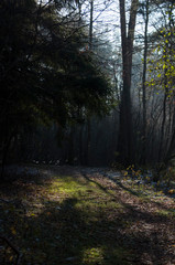 rays of sun in the forest
