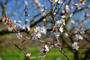 Marillenblüte