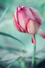 Pink lotus flower on the background of sheets and the lake close-up with a blurred background