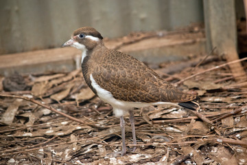 this is a young banded lapwing