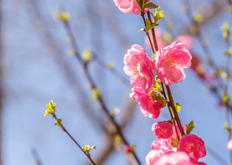 Beautiful cherry blossom sakura in spring time over blue sky