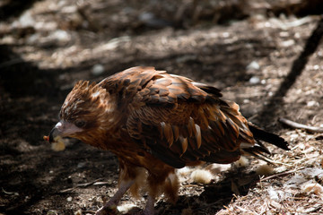 a black kite eating