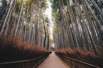 Fototapeta premium Sunrise at the bamboo forest Japan