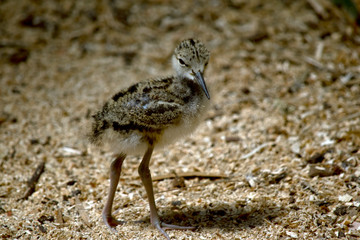 a black winged stilt chick