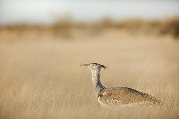 Kori Bustard