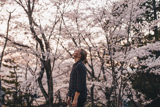 Woman with cherry blossoms in Japan