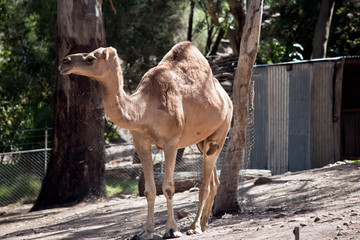 a dromedary camel outdoors