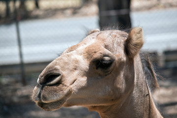 this is a close up of a  dromedary camel