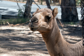 this is a close up of a dromedary camel