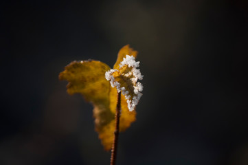 frozen yellow leaves