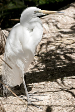 theis is a close up of a little egret