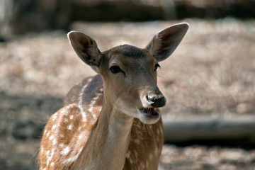 this is a close up of a young fawn