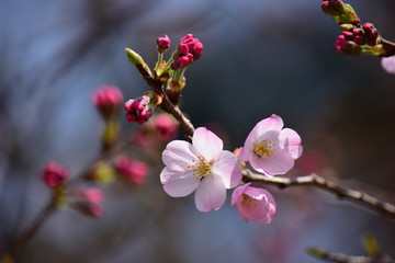 桜の花（開花）