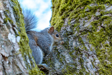cute brown squirrel sitting in the gap of two tree branches covered with green mosses