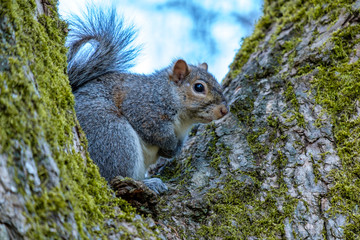 Naklejka na ściany i meble cute brown squirrel sitting in the gap of two tree branches covered with green mosses