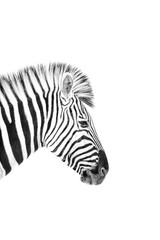 Plakat High Key image of a zebra