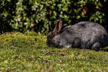 cute black rabbit eating on green grassy field under the sun in the park besides green bushes