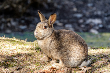 cute brown rabbit sitting in the shade of sunny field staring at you