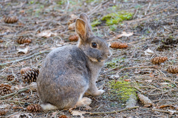 cute grey rabbit sitting in the shade of open field staring at you