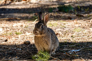 Naklejka na ściany i meble cute brown rabbit sitting in the shade of sunny field