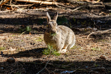 cute brown rabbit eating green pine needles on the sunny field with  its eye staring at you