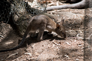 a joey red necked wallaby