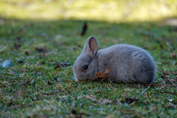 tiny cute grey bunny eating on green grass field in the shade in the park with its eye staring at you