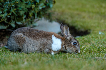 cute brown rabbit with white neck hair laying on the green grass field in the shade eating