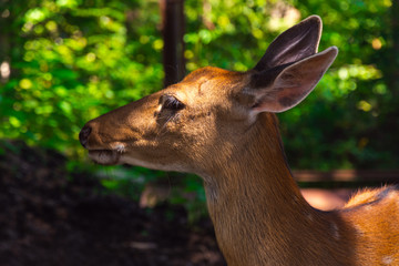 Little deer is very beautiful