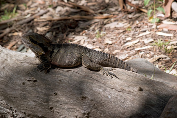this is a side view of a  water dragon lizard