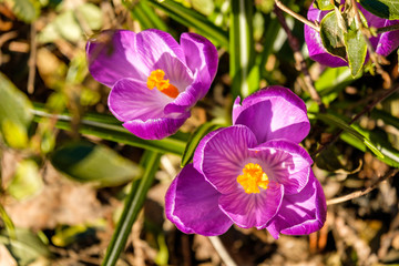 close up of beautiful purple crocus flowers blooming on green grass field under the sun in the park