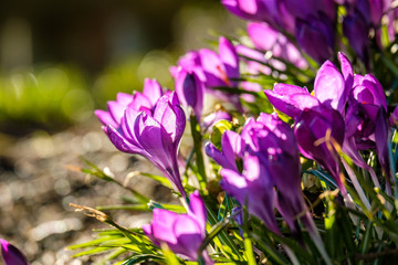 beautiful purple crocus flowers blooming on green grass field back lit by the morning sun in the park