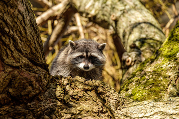 cute young raccoon hiding behind moss covered tree trunk in the morning staring at  you, with...