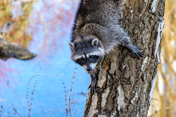 cute young raccoon climbing down the tree trunk near the pond while staring at  you.
