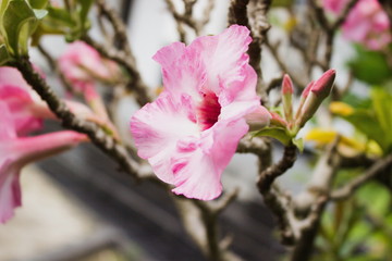 Magnolia Tree in Blossom