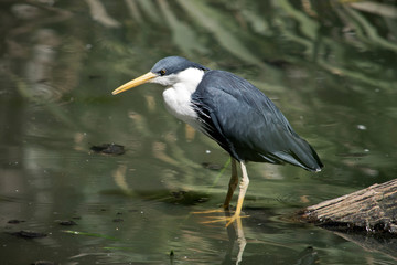 a pied heron in water