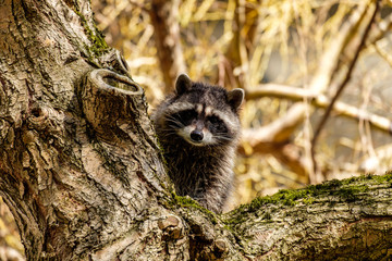 cute young raccoon hiding behind moss covered tree trunk in the morning staring at  you, with...