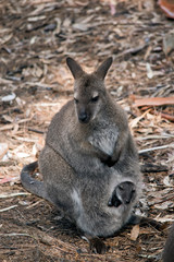 A red necked wallaby with joey  in her pouch