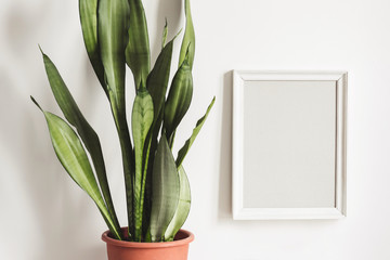 White frame Mockup and potted plant Sansevieria against white wall