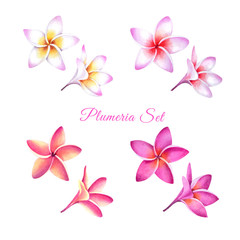 Set of tropical plumeria plants. Isolated realistic watercolor illustration of fragipani flowers.