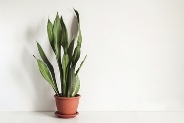 potted plant Sansevieria on white table against white wall Mock up. Scandinavian interior fragment
