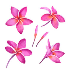 Tropical pink plumeria plant. Isolated realistic watercolor illustration of fragipani flowers.