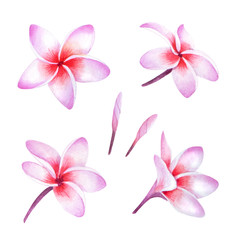 Fototapeta na wymiar Tropical plumeria plant. Isolated realistic watercolor illustration of fragipani flowers.