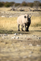 Rhino at a water hole in Etosha National Park, Namibia.