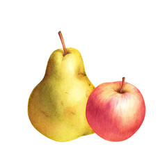 Isolated watercolor illustration of pear and apple. Hand drawn fruits.