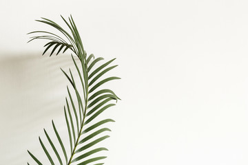 Abstract background. Palm branch and shadow on white background