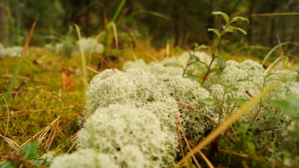 moss 