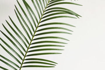 Abstract background. Fragment Palm branch on white background
